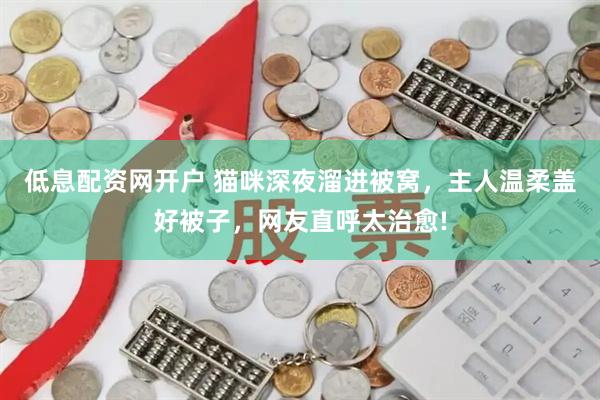 低息配资网开户 猫咪深夜溜进被窝，主人温柔盖好被子，网友直呼太治愈!