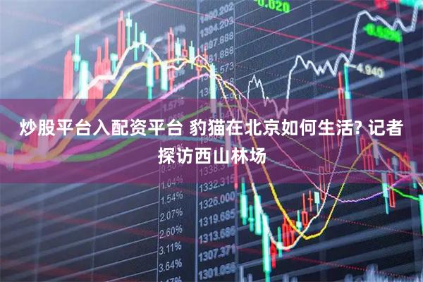 炒股平台入配资平台 豹猫在北京如何生活? 记者探访西山林场